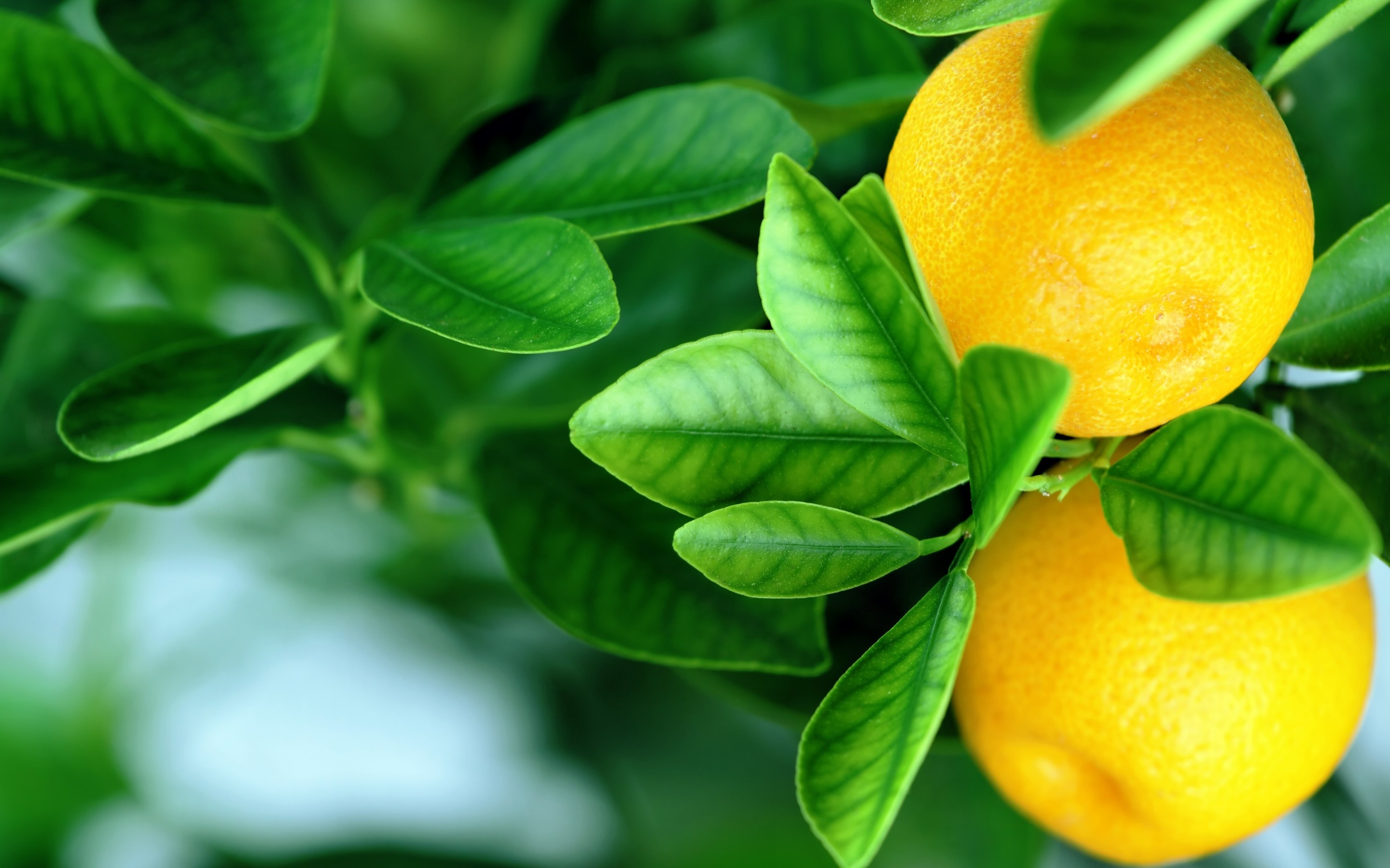 Detail Lemon Hd Nomer 43