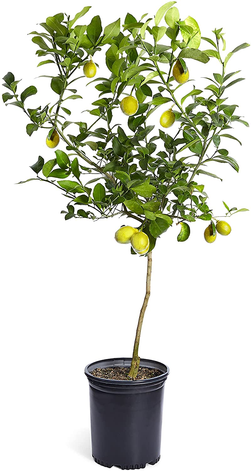 Detail Lemon Tree Png Nomer 25