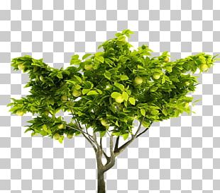 Detail Lemon Tree Png Nomer 39