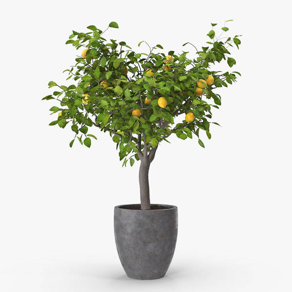 Detail Lemon Tree Png Nomer 44