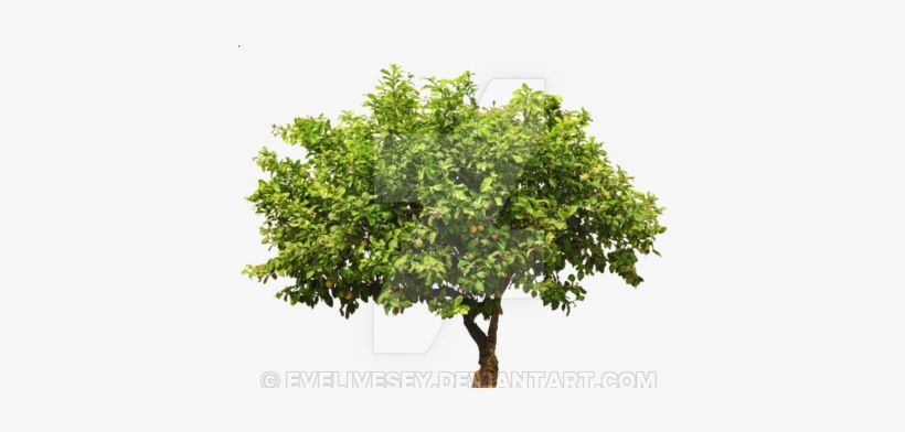 Detail Lemon Tree Png Nomer 47