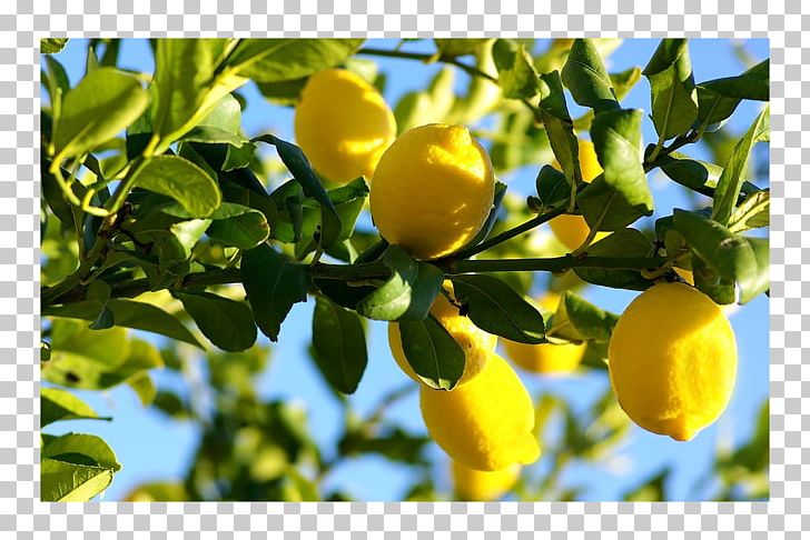 Detail Lemon Tree Png Nomer 54