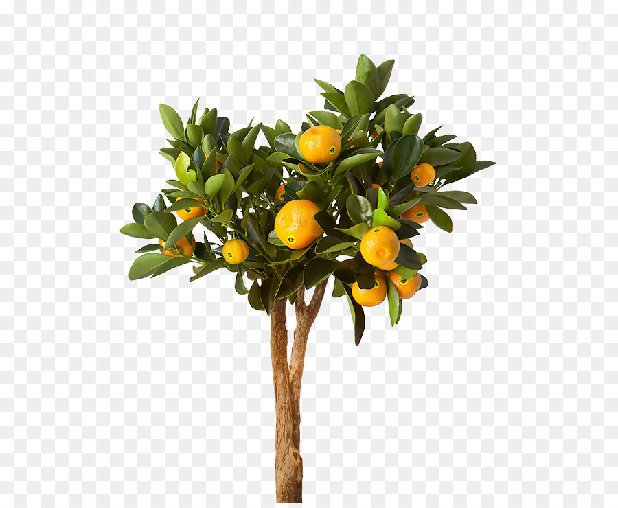 Detail Lemon Tree Png Nomer 8