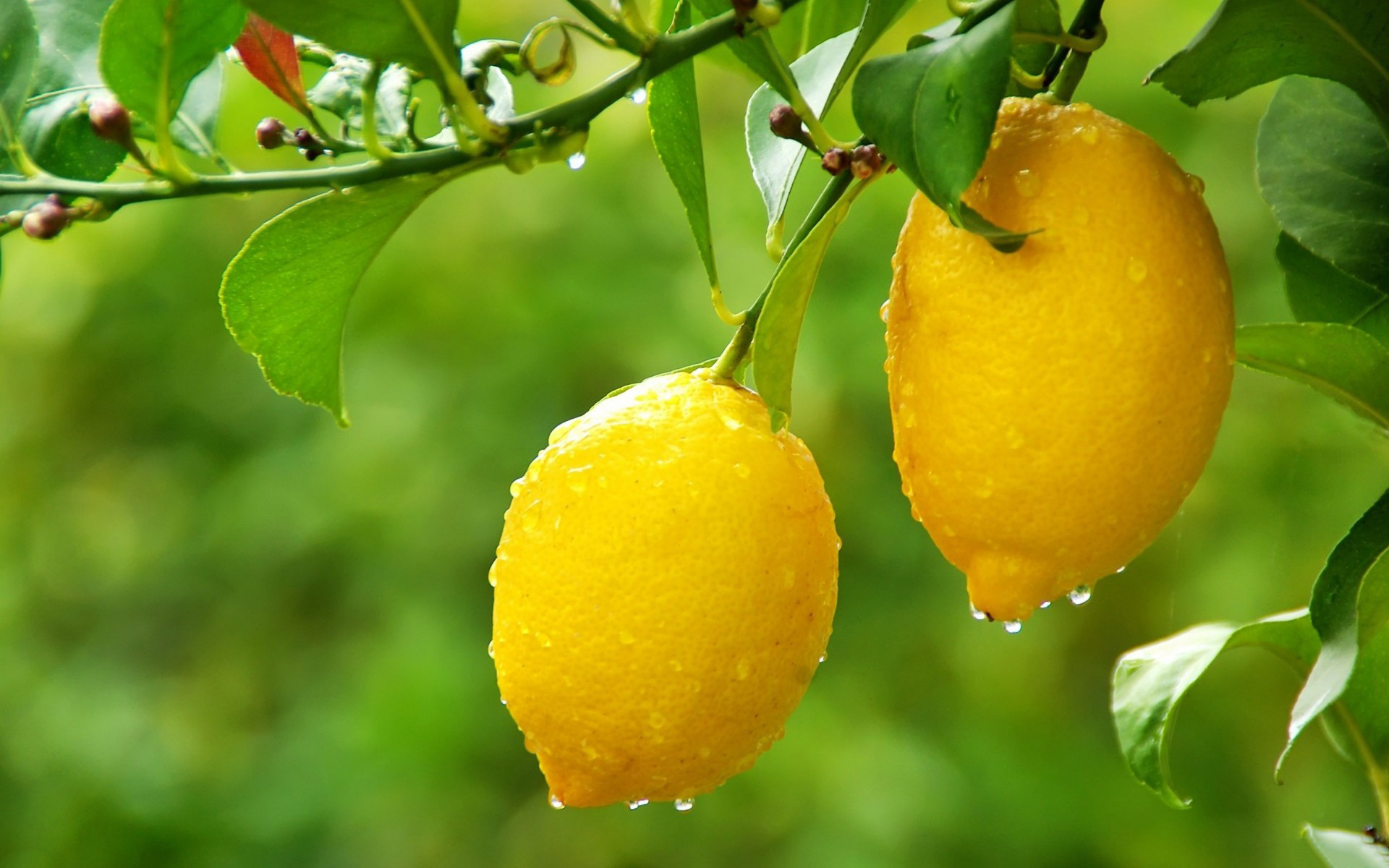 Detail Lemon Wallpaper Hd Nomer 35