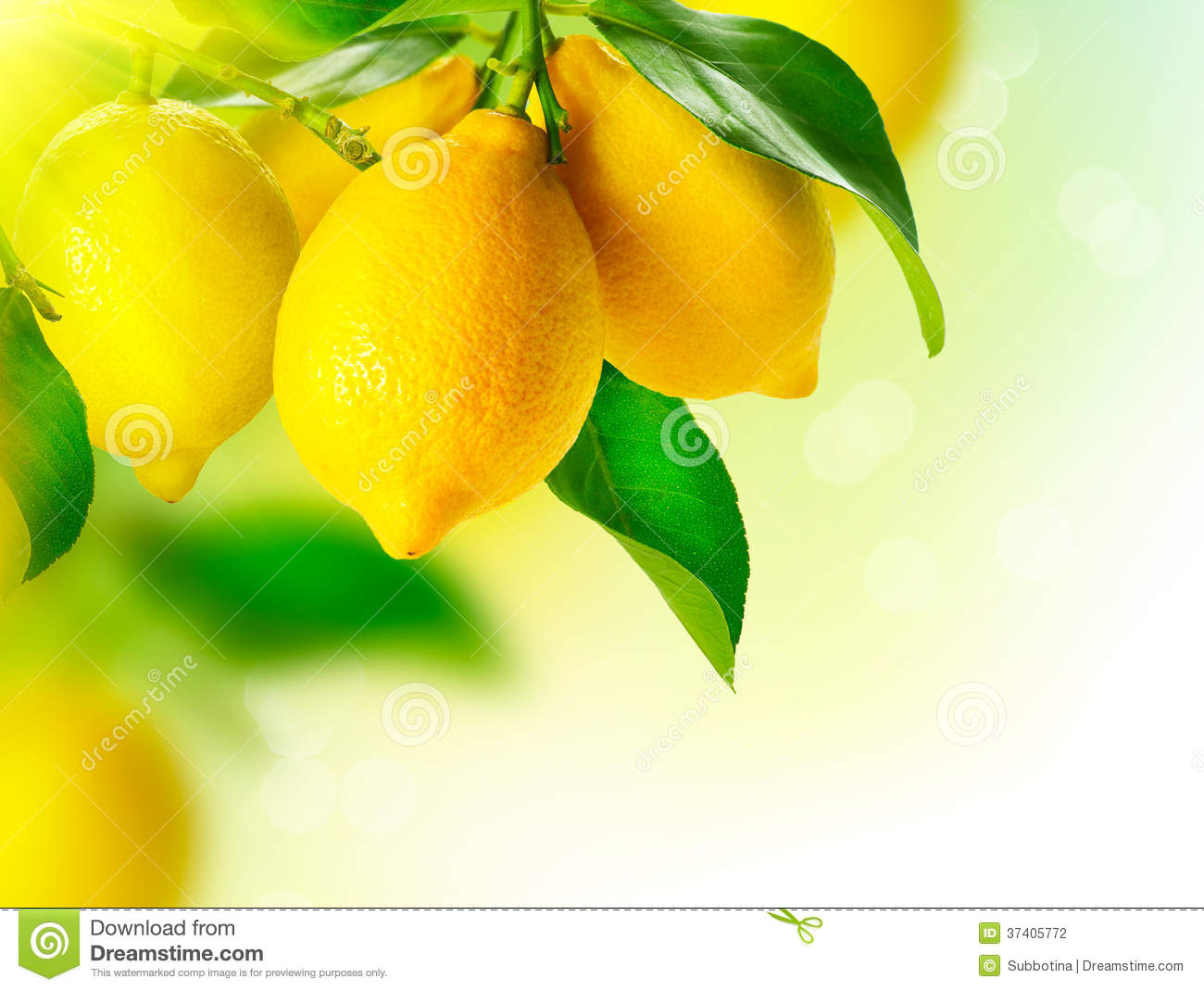 Detail Lemon Wallpaper Hd Nomer 8