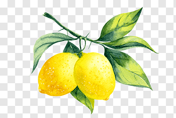 Detail Lemons Png Nomer 13