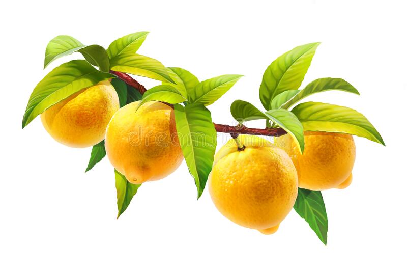 Detail Lemons Png Nomer 45