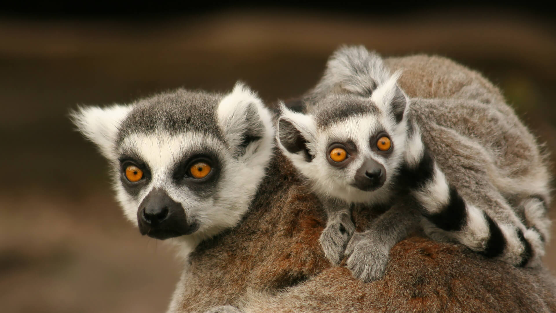 Detail Lemur Animal Pictures Nomer 13