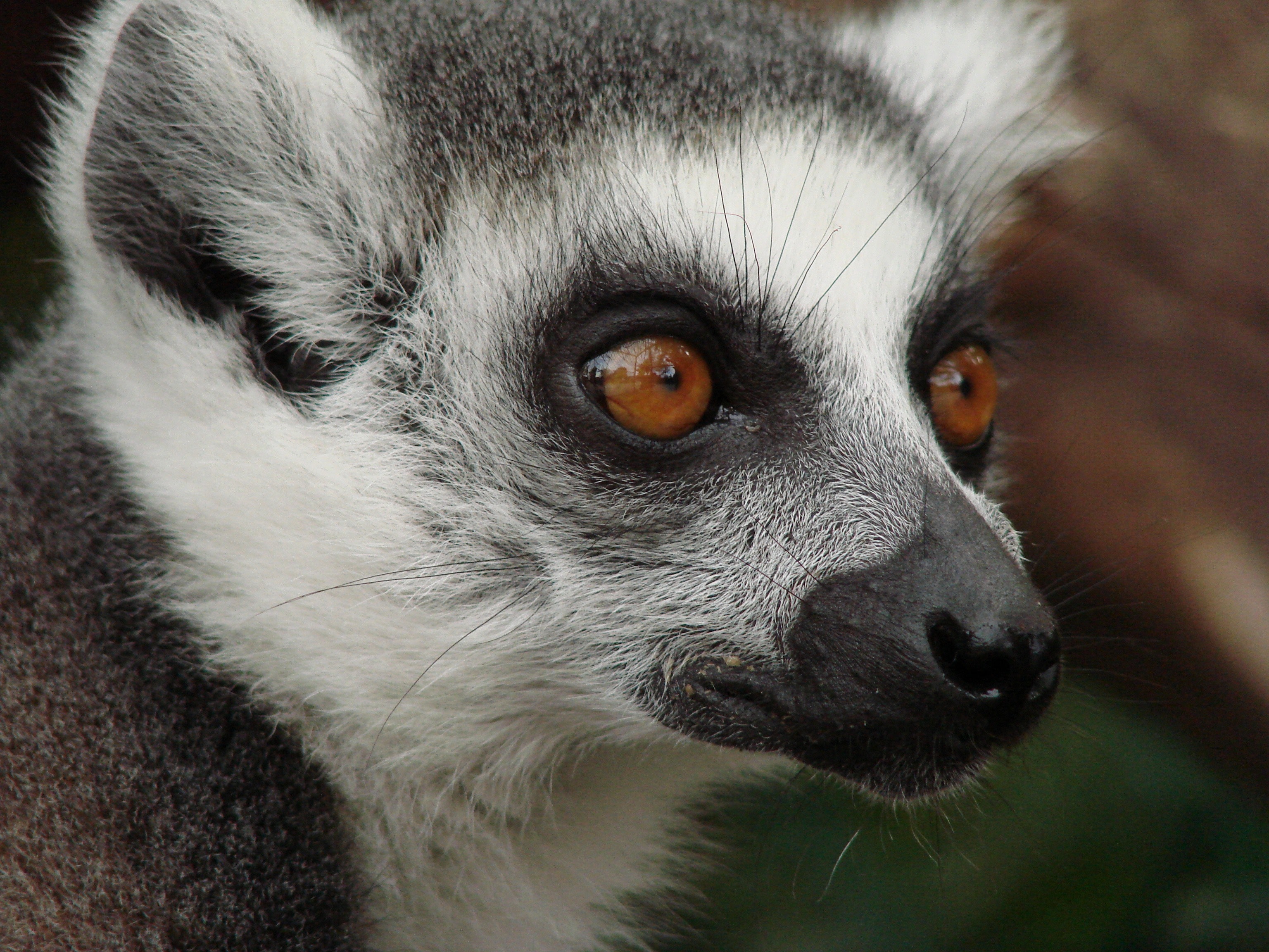 Detail Lemur Animal Pictures Nomer 32