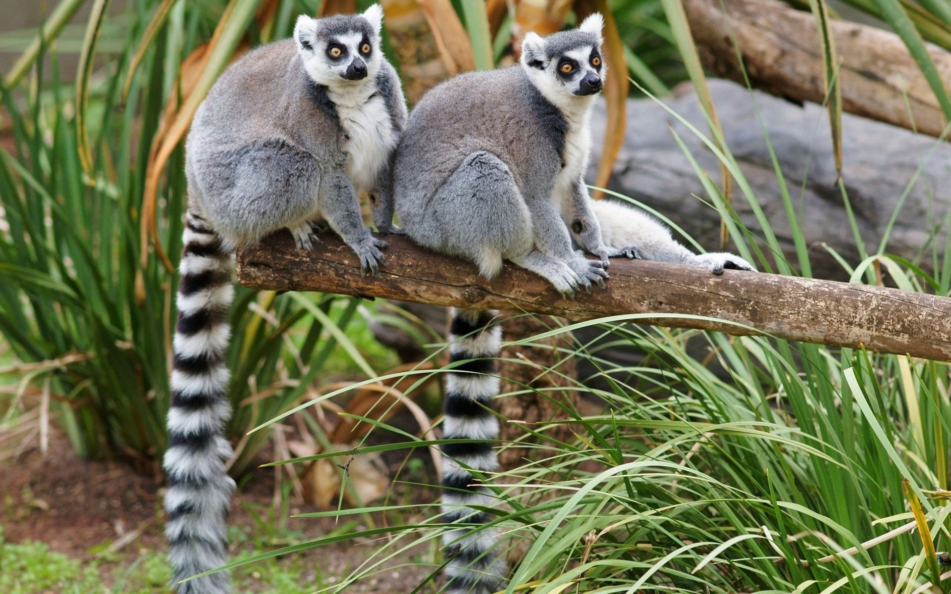 Detail Lemur Background Nomer 25