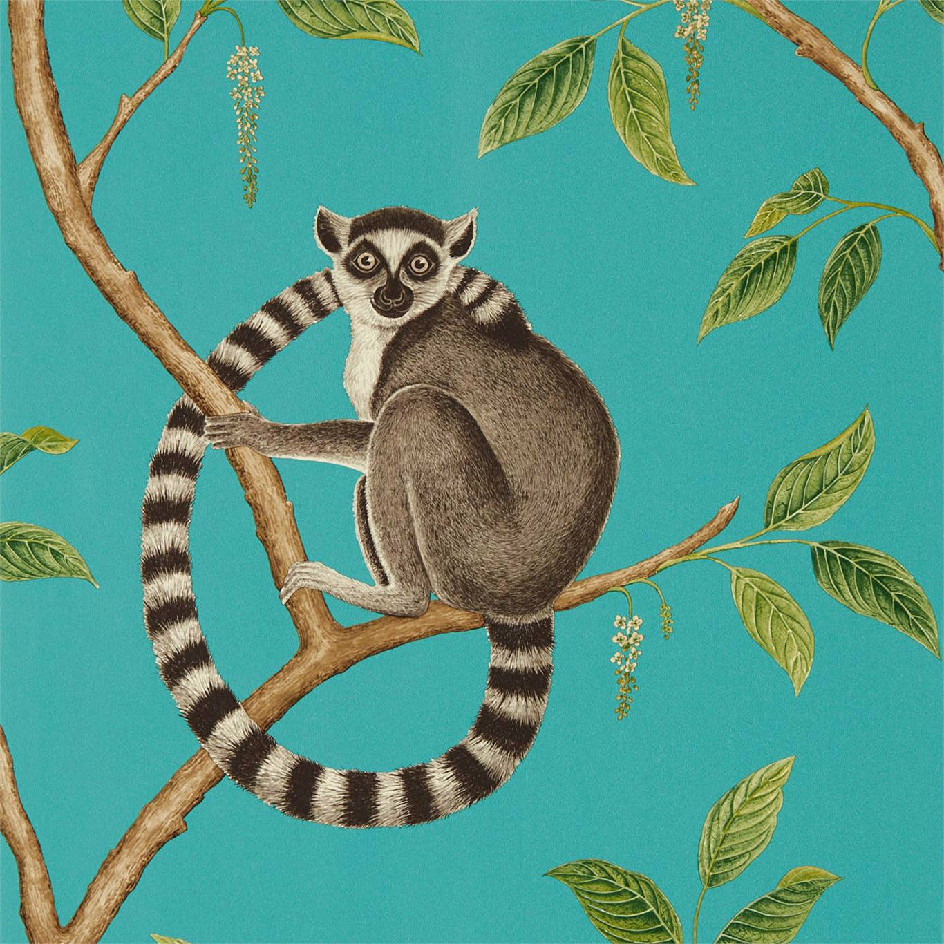 Detail Lemur Background Nomer 28