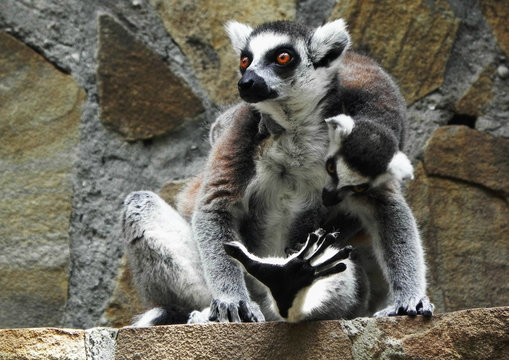 Detail Lemur Background Nomer 39