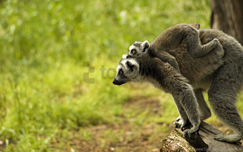 Detail Lemur Background Nomer 55