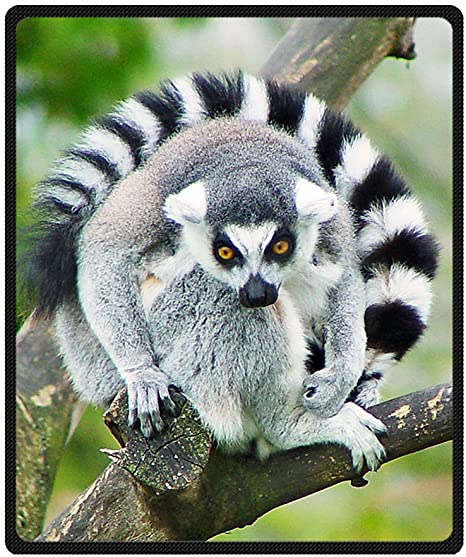 Lemur Blanket - KibrisPDR