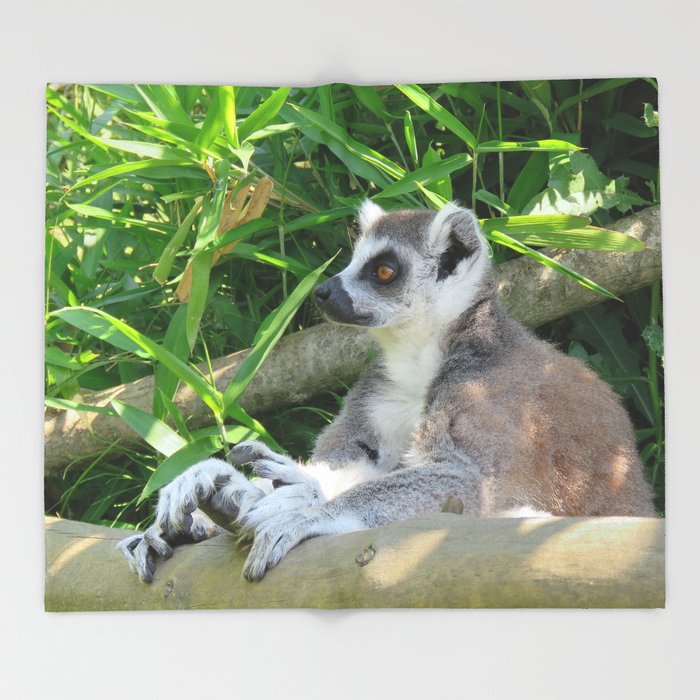Detail Lemur Blanket Nomer 21