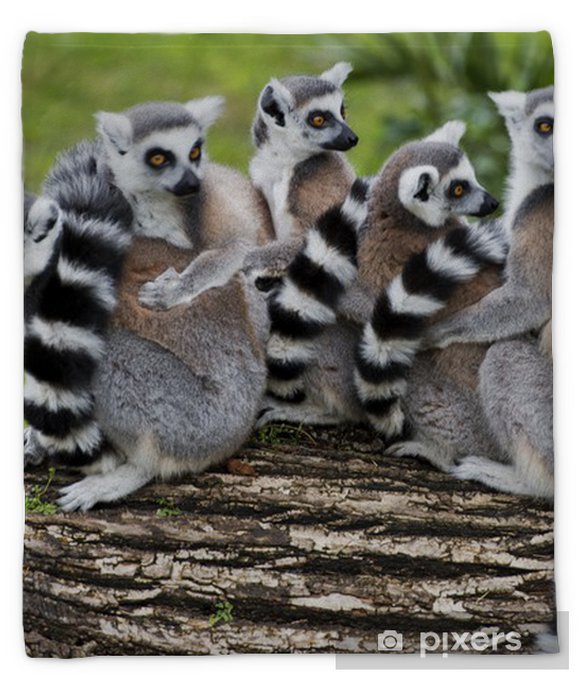 Detail Lemur Blanket Nomer 22