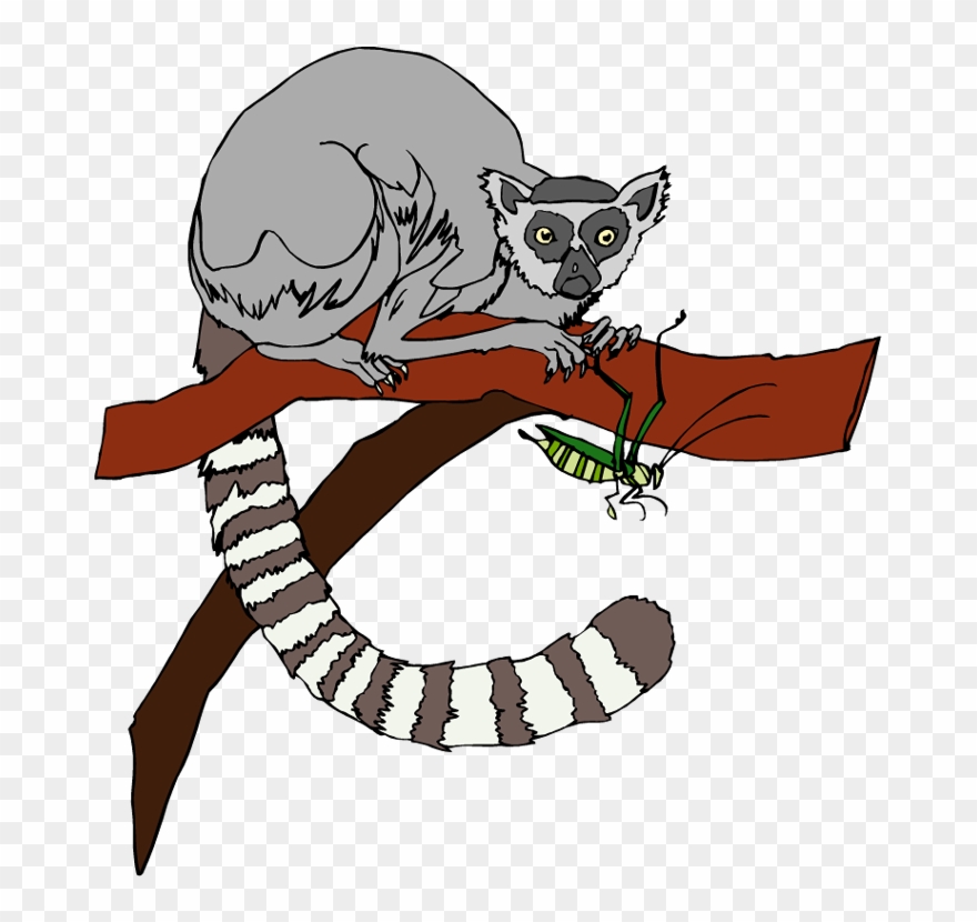 Detail Lemur Clipart Nomer 27