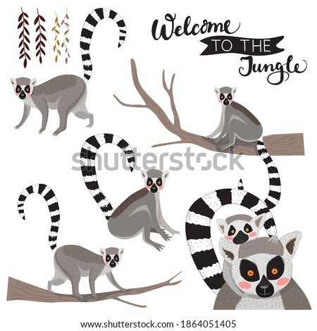 Detail Lemur Clipart Nomer 35