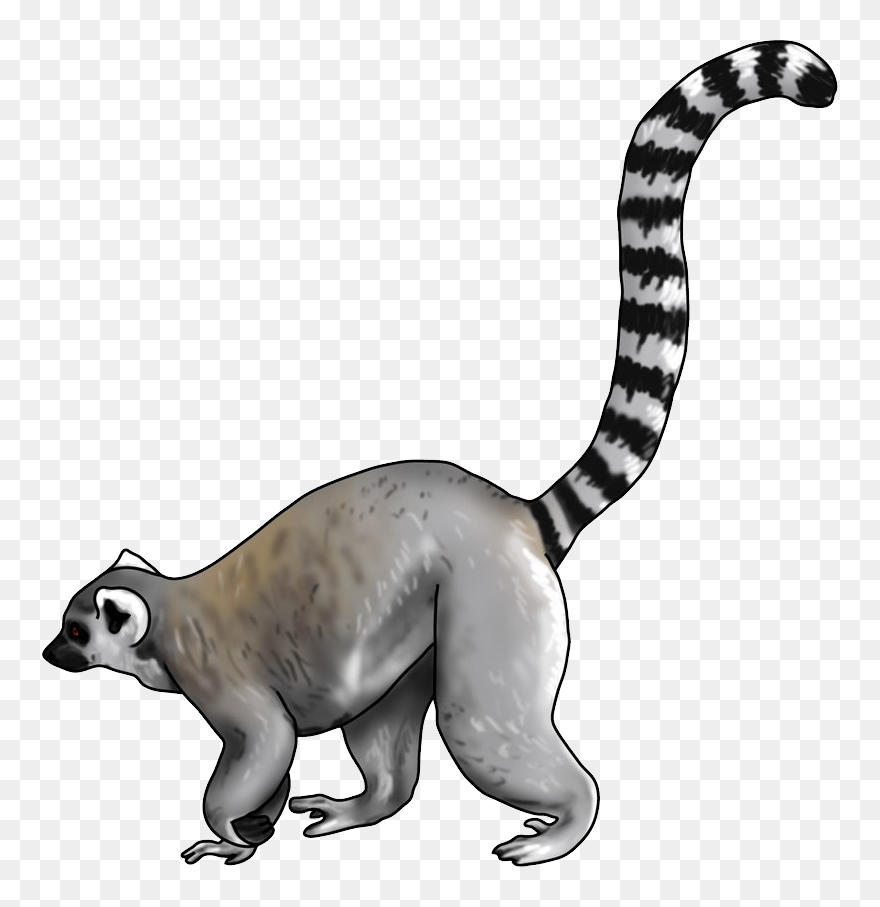 Detail Lemur Clipart Nomer 39