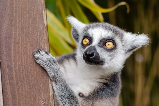 Download Lemur Image Nomer 34