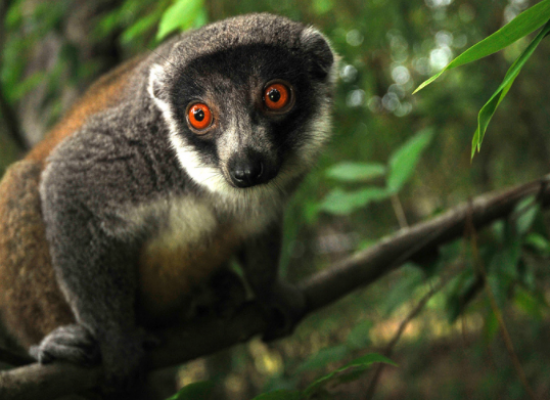Detail Lemur Image Nomer 52