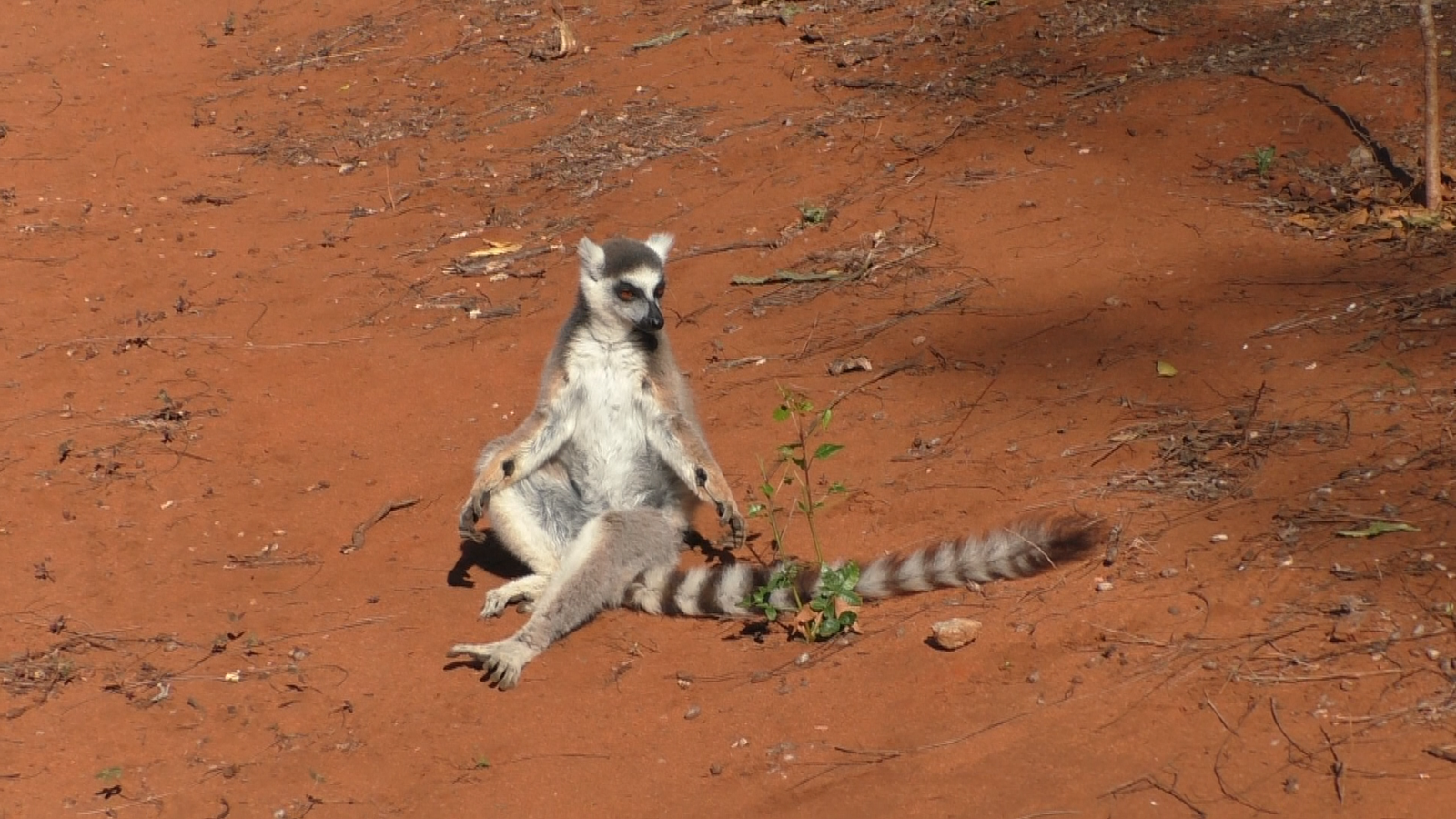 Detail Lemur Image Nomer 57