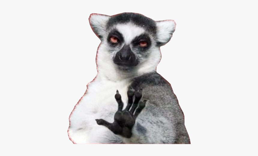 Detail Lemur Meme Nomer 22