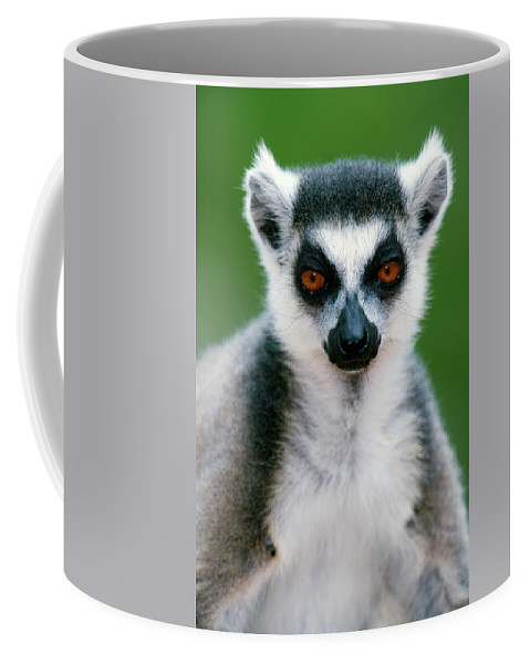 Detail Lemur Mug Nomer 34