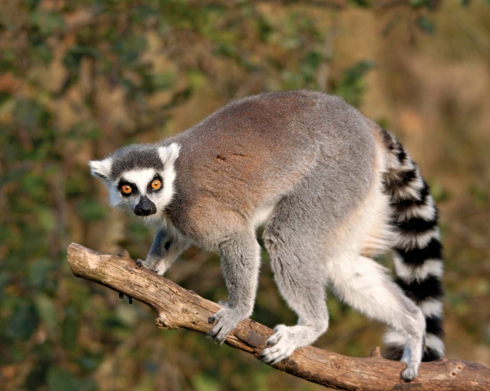 Lemur Photo - KibrisPDR