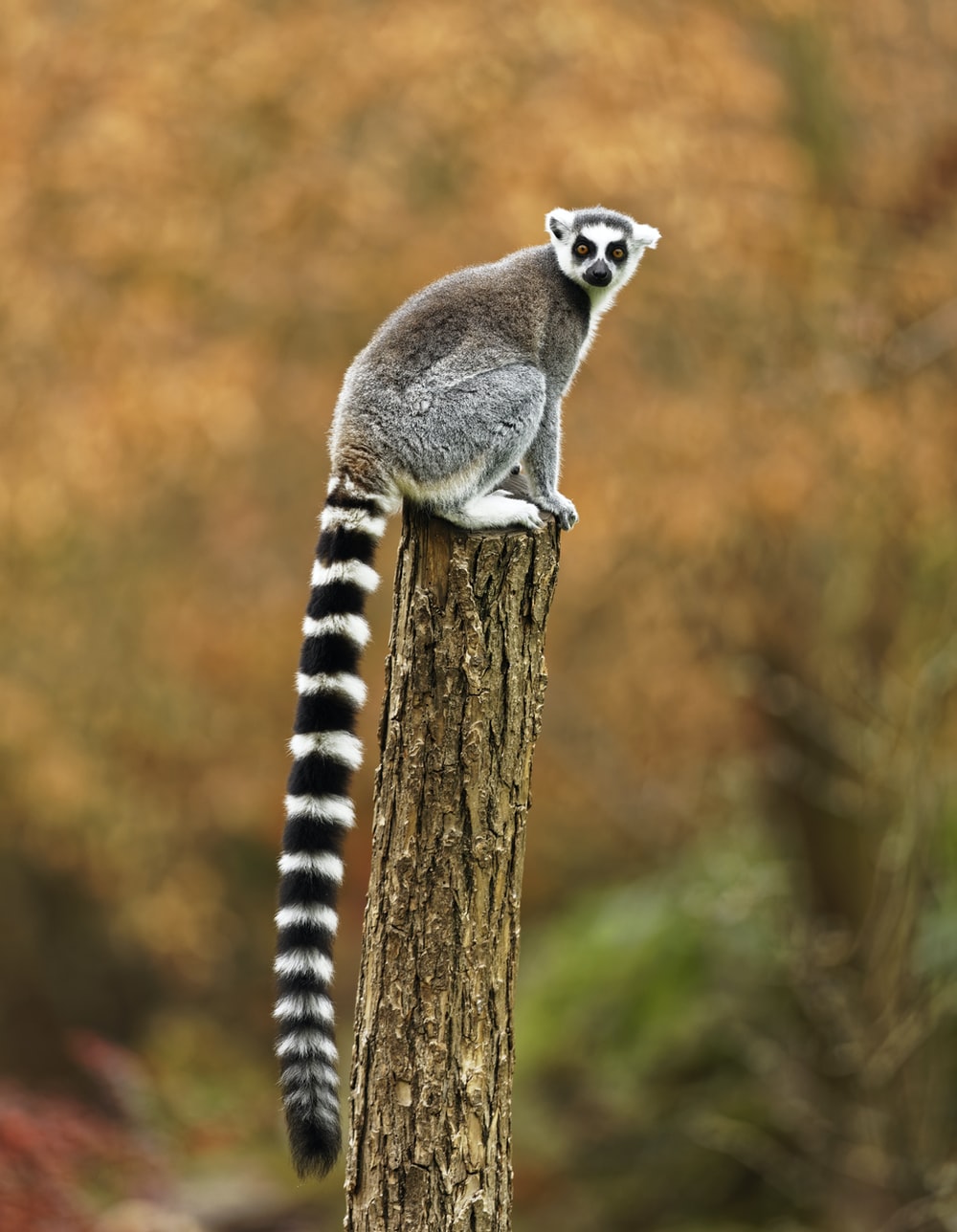 Detail Lemur Photo Nomer 16