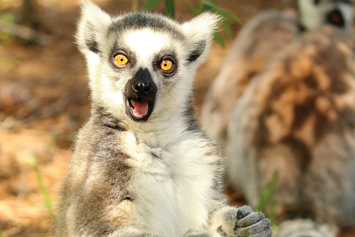 Detail Lemur Photo Nomer 20