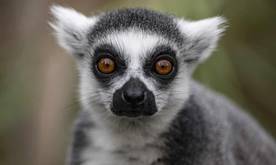 Detail Lemur Photo Nomer 5