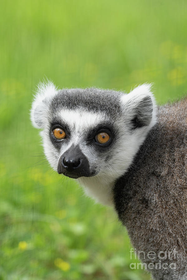 Detail Lemur Photo Nomer 48