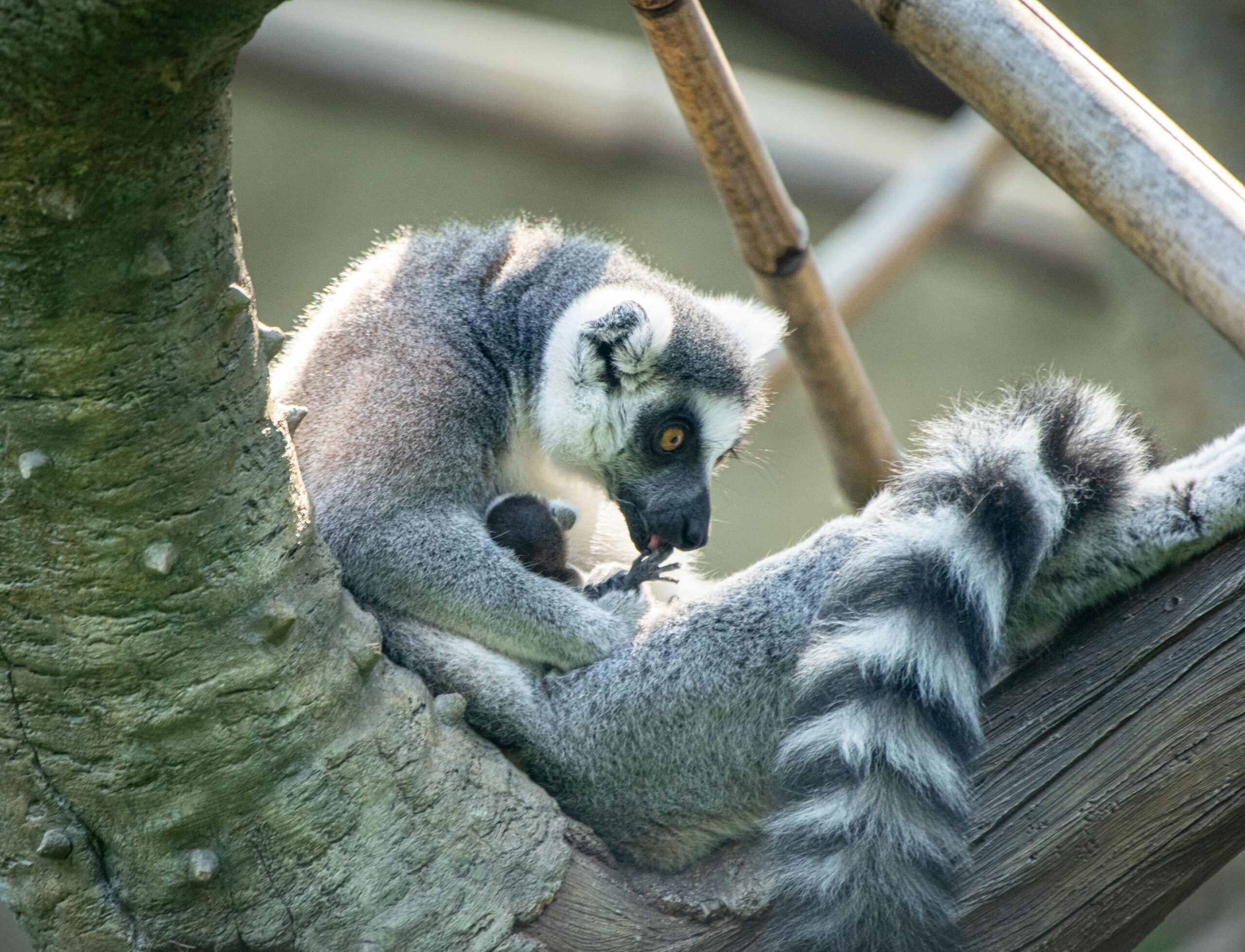 Detail Lemur Photo Nomer 50