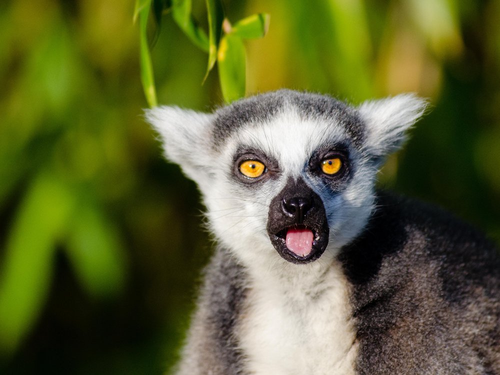 Download Lemur Photo Nomer 7