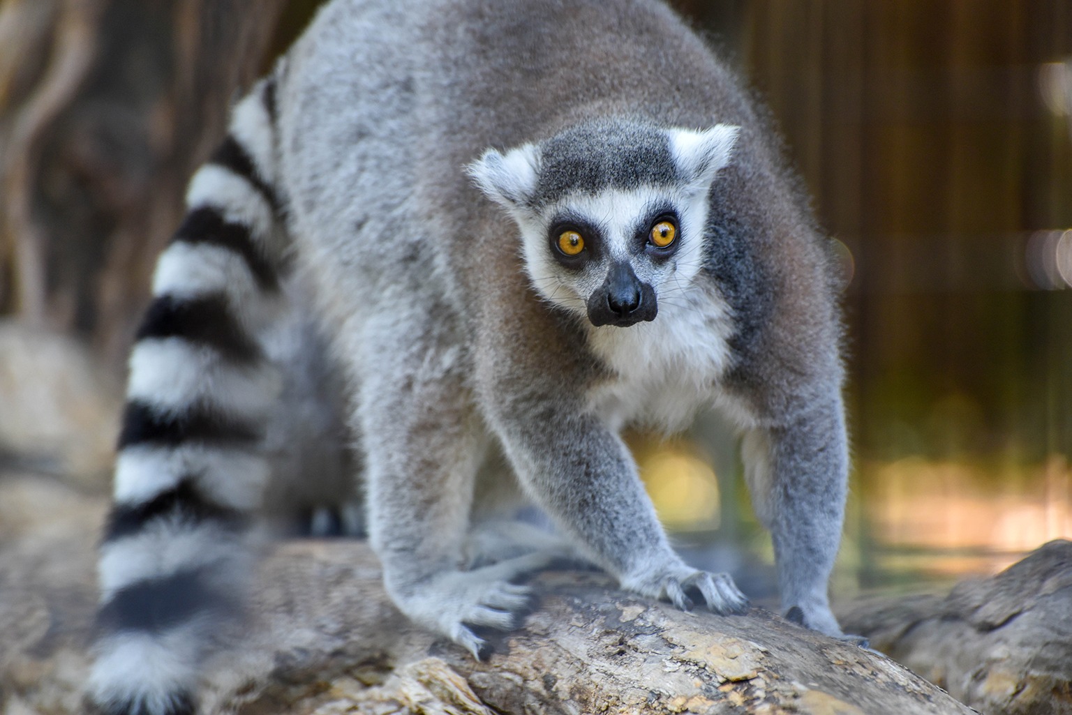 Detail Lemur Photos Nomer 18