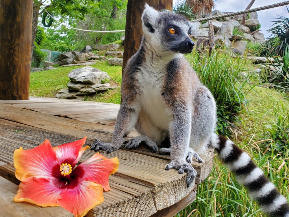 Download Lemur Photos Nomer 24