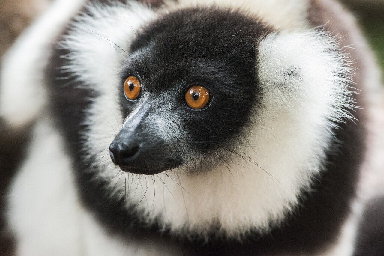 Detail Lemur Photos Nomer 47