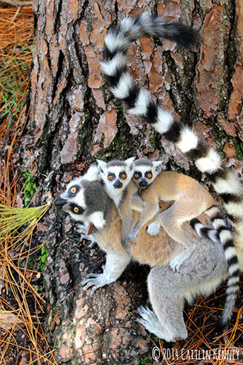 Detail Lemur Photos Nomer 51