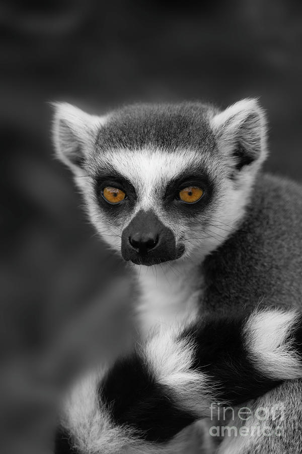 Detail Lemur Photos Nomer 55