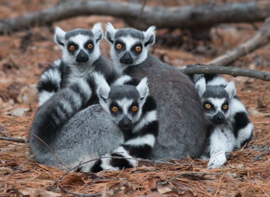 Detail Lemur Pic Nomer 24