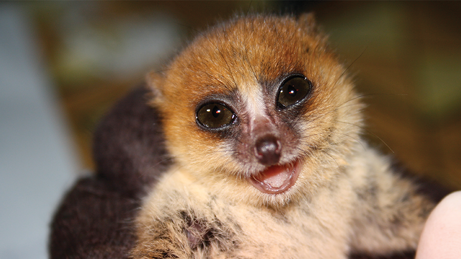Detail Lemur Pic Nomer 31