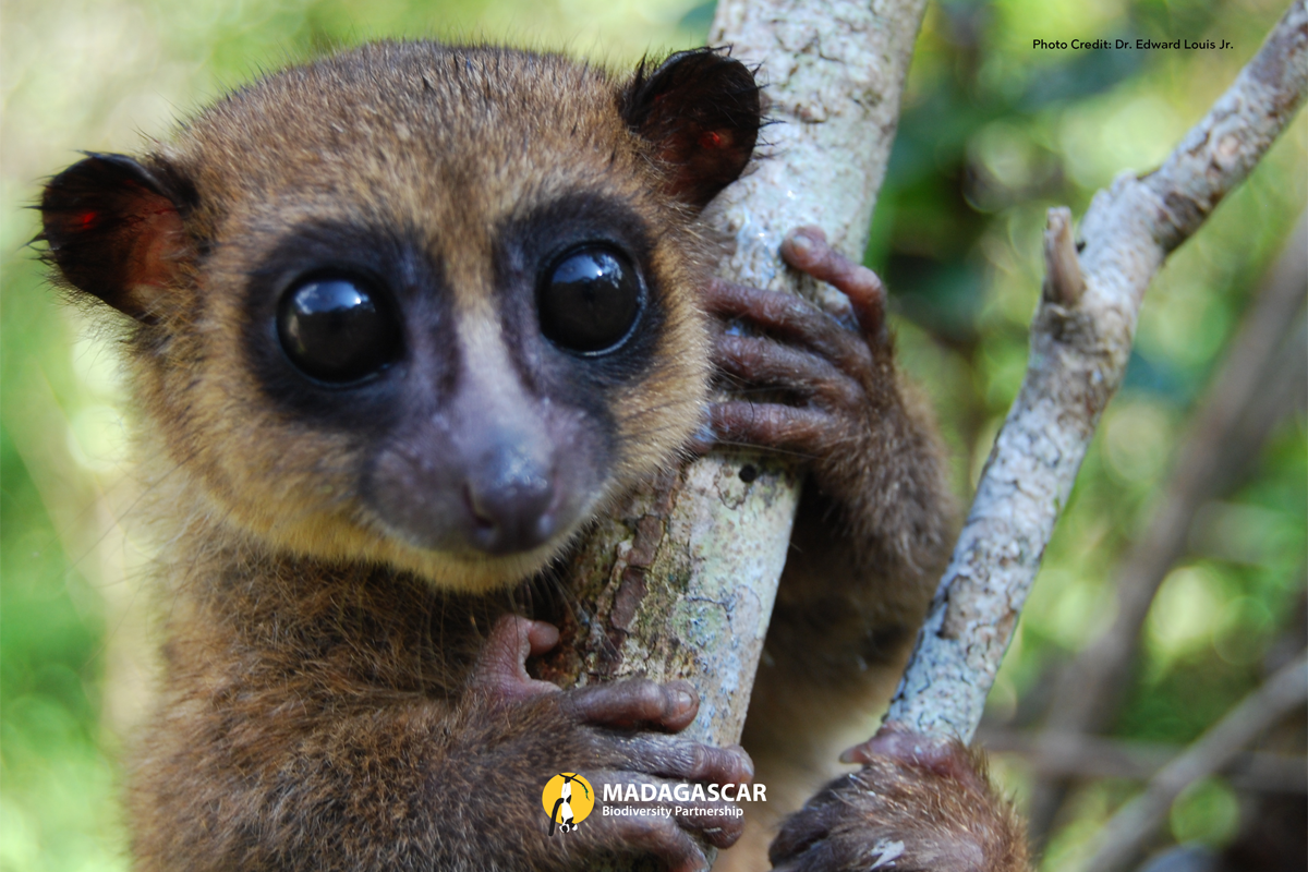 Detail Lemur Pic Nomer 41
