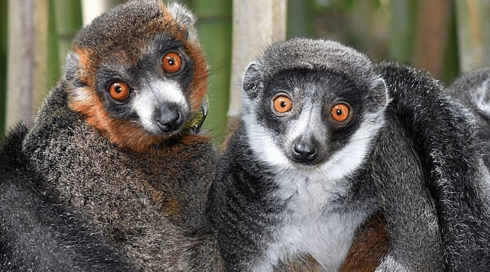 Detail Lemur Pic Nomer 48