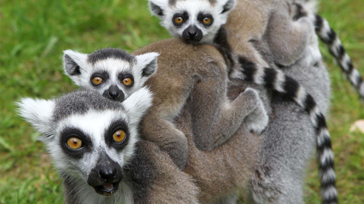 Detail Lemur Pics Nomer 55