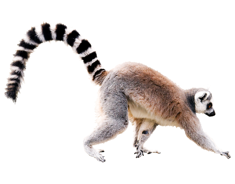 Lemur Png - KibrisPDR