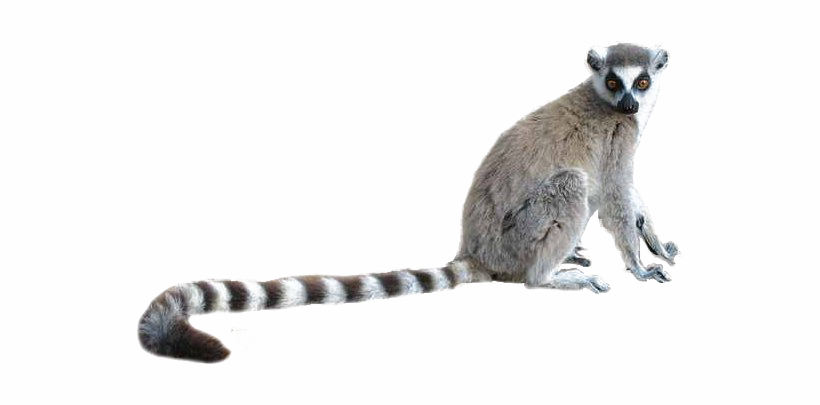 Detail Lemur Png Nomer 2