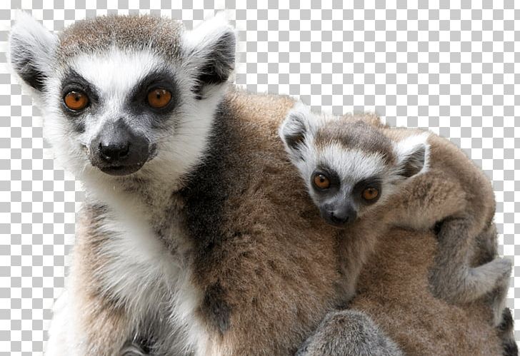 Detail Lemur Png Nomer 13