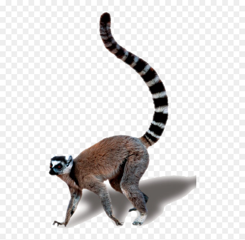 Detail Lemur Png Nomer 15