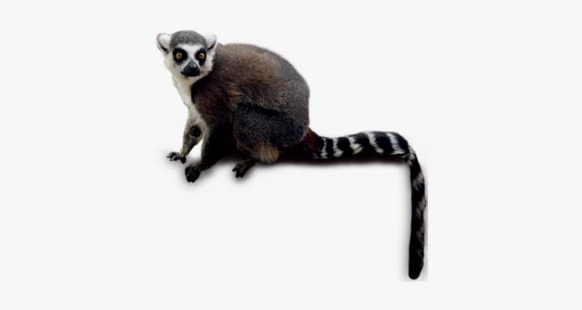 Detail Lemur Png Nomer 21